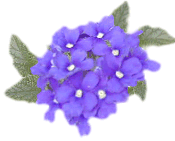 gd01hydrangea.gif