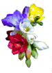 freesias.gif