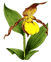 ladyslipper.gif