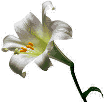 lily3.gif
