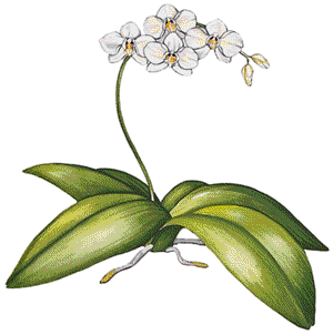 orchid_phalaenopsis_alice_gloria.gif