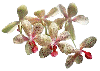 orchids.gif