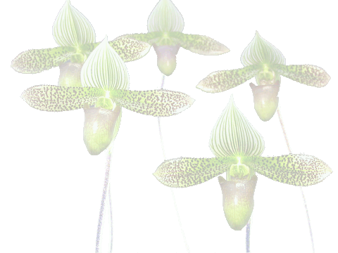 paph_back.gif