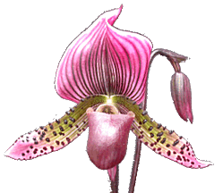 paph_main1.gif