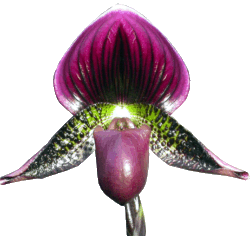paph_main3.gif