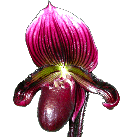 paph_main4.gif