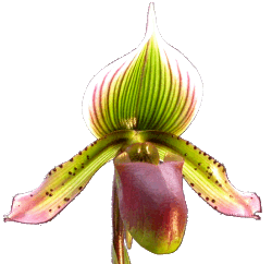 paph_main5.gif