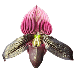 paph_main7.gif