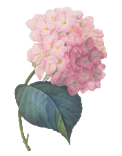 pinkhydrangea.gif